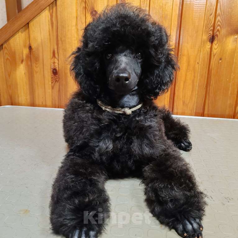 Собаки в Новосибирске: Пудель щенок Мальчик, 70 руб. - фото 2