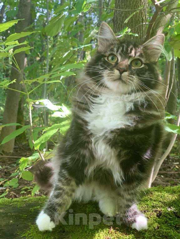 Кошки в Перми: Сибирский котенок Мальчик, 34 000 руб. - фото 2