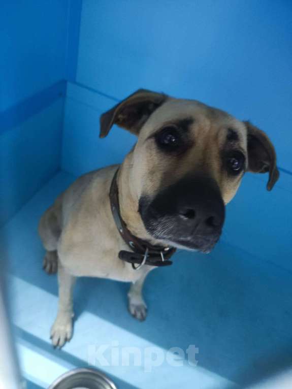 Собаки в Москве: Бывшедомашняя Джесси. Выпуск через неделю. Девочка, Бесплатно - фото 2