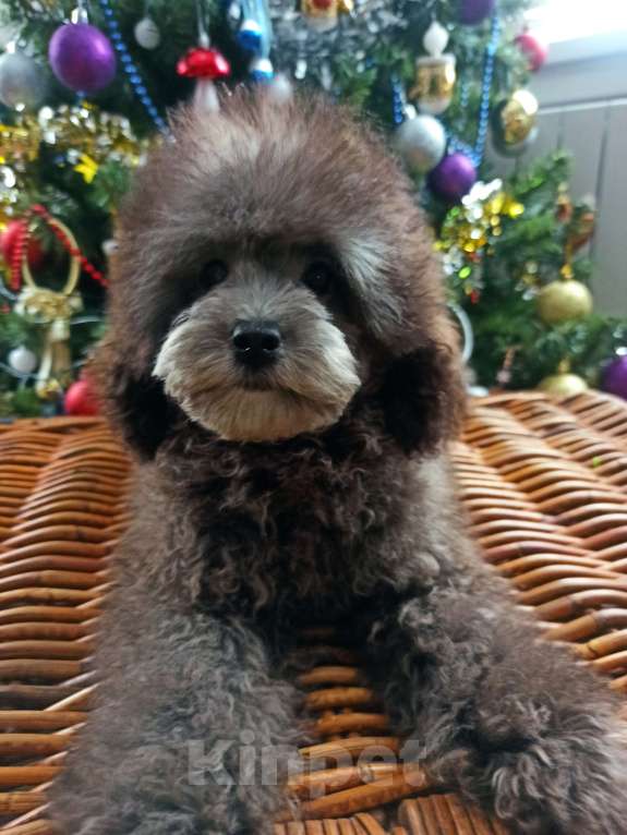 Собаки в Москве: Щенки той пуделя ркф Мальчик, 40 000 руб. - фото 2