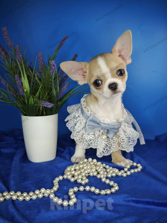 Собаки в Москве: Мальчик спокойного темперамента Мальчик, 25 000 руб. - фото 4