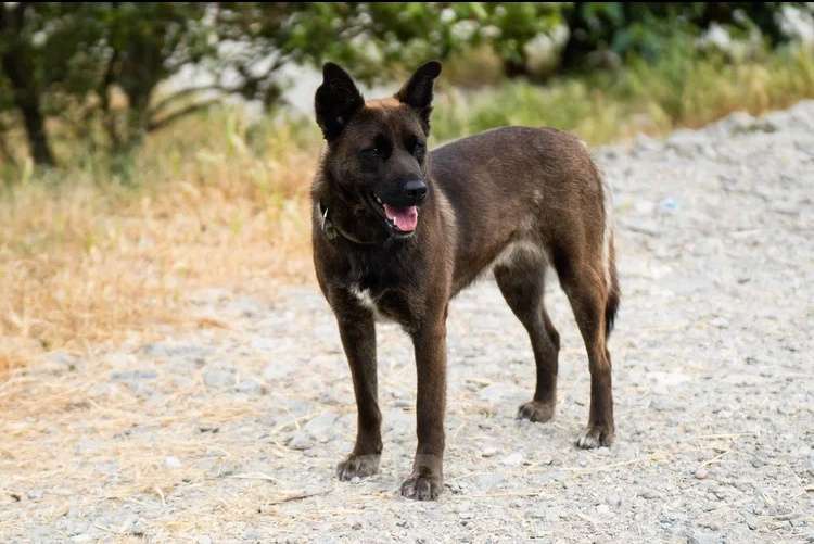 Собаки в других городах Краснодарского края: Метис акиты в дар с доставкой стерилизована чипирована Девочка, Бесплатно - фото 3