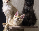 Кошки в Москве: Котята мейн-кун Мальчик, 40 000 руб. - фото 6