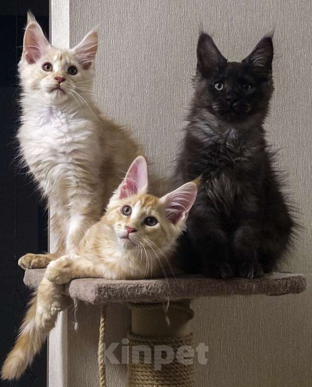 Кошки в Москве: Котята мейн-кун Мальчик, 40 000 руб. - фото 6