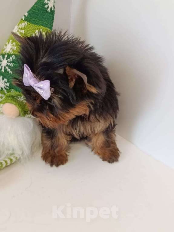 Собаки в других городах Московской области: Крошка Эля Девочка, 95 000 руб. - фото 3