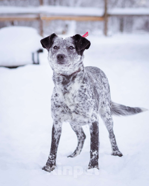 Собаки в Москве: Собака из приюта в добрые руки! Девочка, Бесплатно - фото 10