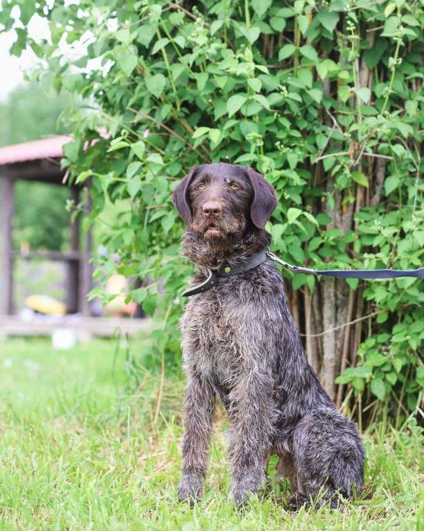 Собаки в Санкт-Петербурге: Красивая породистая собака отдается в дар Девочка, Бесплатно - фото 4