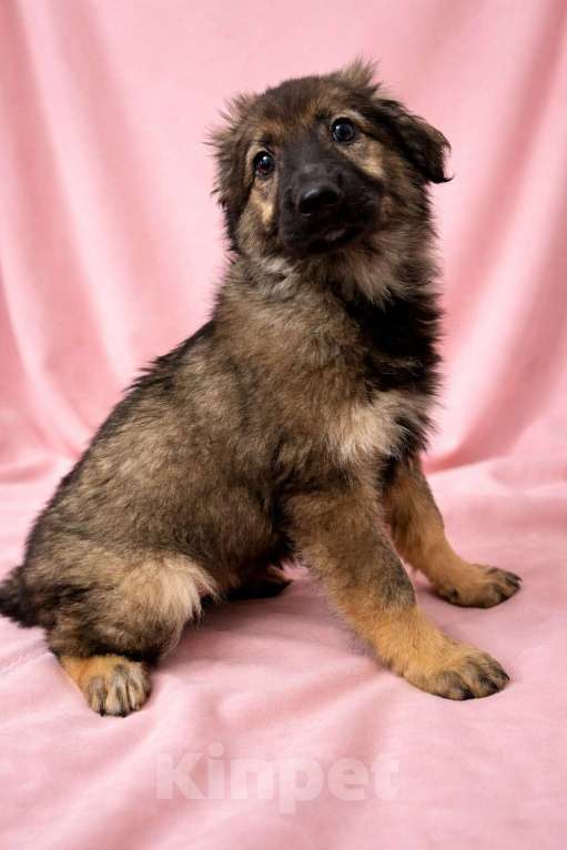 Собаки в Химках: Девочка Шерри Девочка, Бесплатно - фото 4