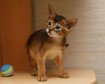 Кошки в Котельниково: Абиссинские котята, 25 000 руб. - фото 6
