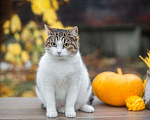 Кошки в Кувшиново: Чудесная Муся в заботливую семью, Бесплатно - фото 4