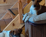 Собаки в Котельнике: Гладкошертный фокстерьер Мальчик, 10 000 руб. - фото 2