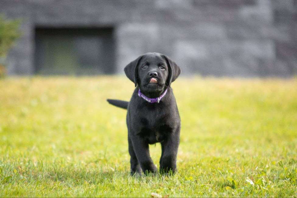 Собаки в Санкт-Петербурге: Продам породистых щенков лабрадора с родословной Мальчик, 70 000 руб. - фото 3