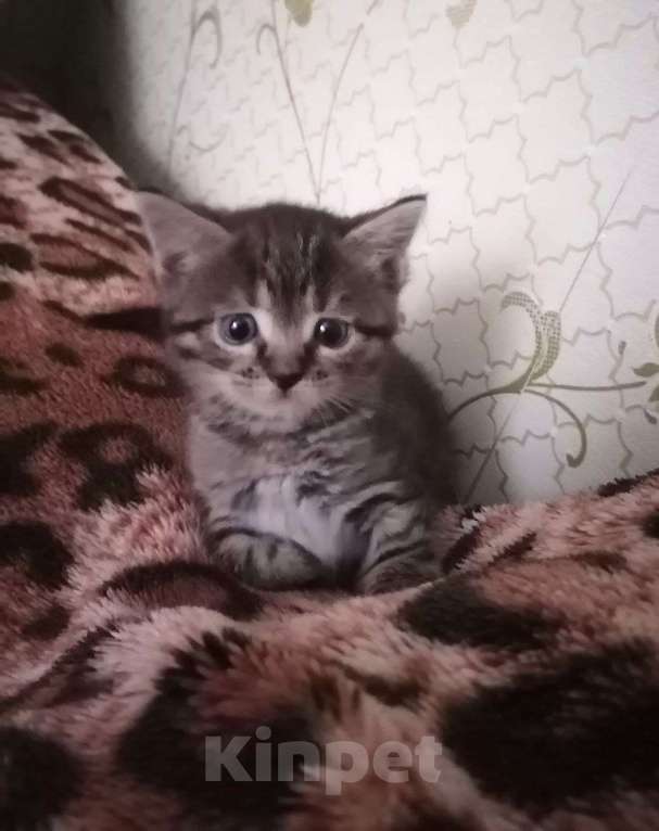 Кошки в Егорьевске: Замечательному котенку-котику очень нужен дом Мальчик, Бесплатно - фото 9