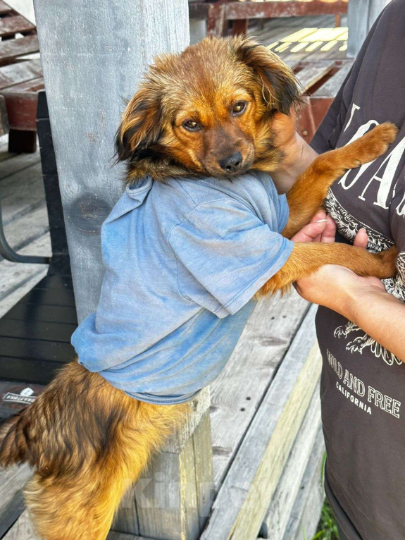 Собаки в Москве: Скромная малышка Юна Девочка, Бесплатно - фото 6