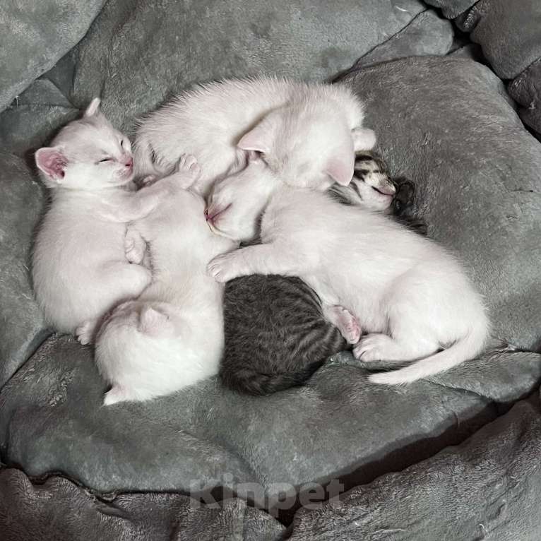 Кошки в Симферополе: Красавчики вислоушки Девочка, 6 000 руб. - фото 5