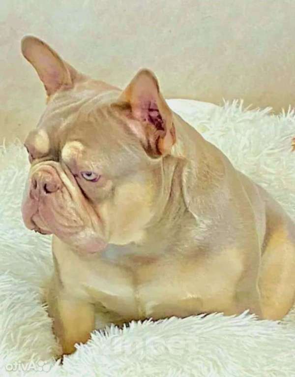 Собаки в Москве: Французский бульдог, щенок лиловая Девочка, 120 000 руб. - фото 7