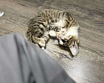 Кошки в Казани: Отдам котёнка в добрые руки  Девочка, 10 руб. - фото 4