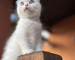 Кошки в Москве: Девочка вислоухая в белом окрасе с голубыми глазами. Девочка, 50 000 руб. - фото 4