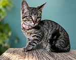 Кошки в Москве: Котенок Лея ищет дом Девочка, Бесплатно - фото 1