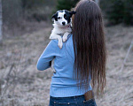 Собаки в Москве: Маленькая собачка, 3 кг в добрые руи Девочка, Бесплатно - фото 4