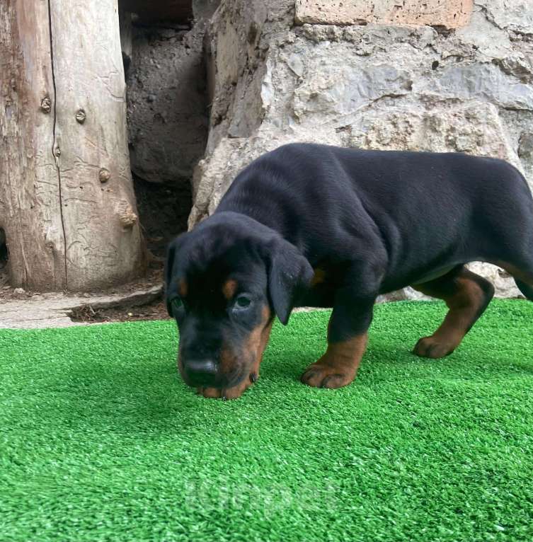 Собаки в других городах Московской области: Щенки добермана Мальчик, 100 000 руб. - фото 5
