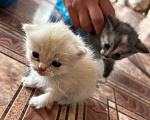 Кошки в Кемерово: Котята 1 месяц, родились 3 августа,  Мальчик, Бесплатно - фото 8