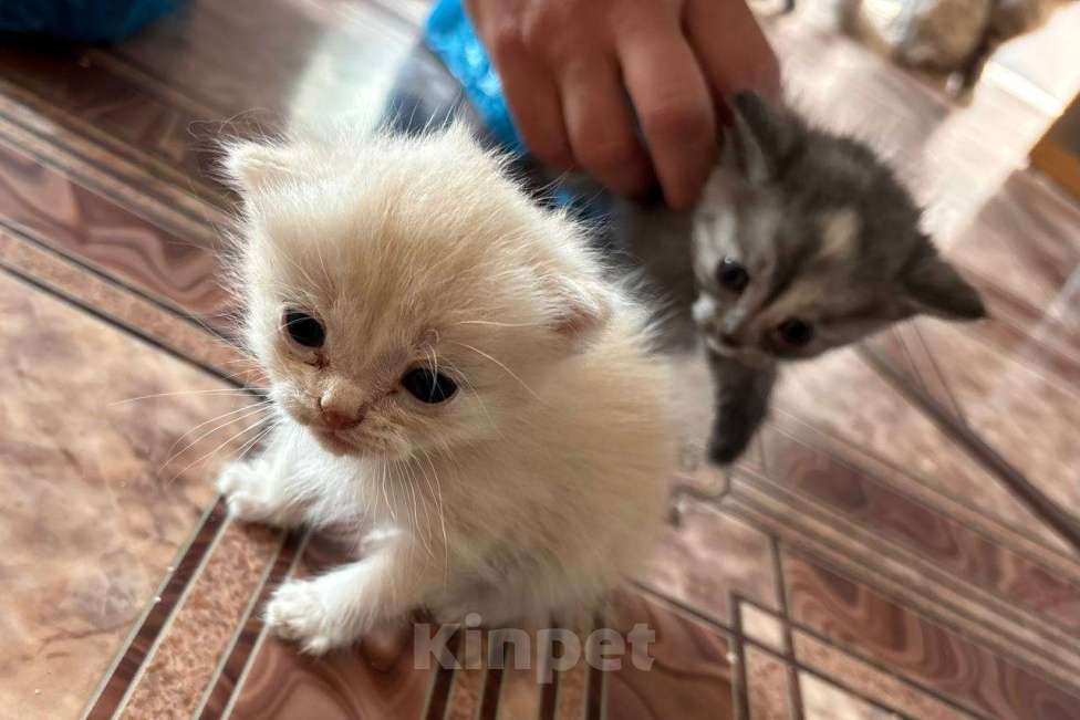 Кошки в Кемерово: Котята 1 месяц, родились 3 августа,  Мальчик, Бесплатно - фото 8