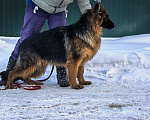 Собаки в Зарайске: Продам щенка немецкой овчарки д ш. Девочки Девочка, 70 000 руб. - фото 6