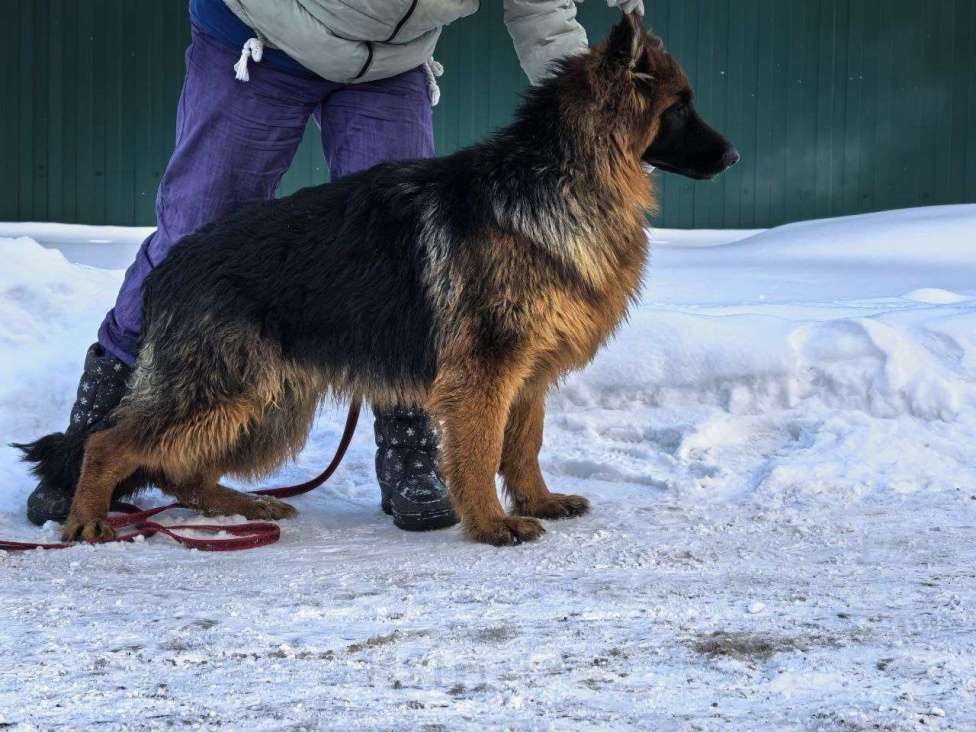 Собаки в Зарайске: Продам щенка немецкой овчарки д ш. Девочки Девочка, 70 000 руб. - фото 6