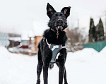 Собаки в Москве: Высокий бородатик Брэд в добрые руки Мальчик, 1 руб. - фото 7