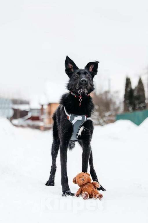 Собаки в Москве: Высокий бородатик Брэд в добрые руки Мальчик, 1 руб. - фото 7