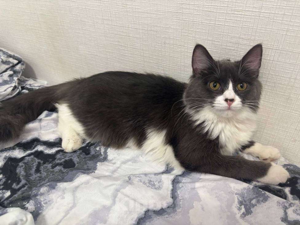 Кошки в Екатеринбурге: Отдам котика в добрые руки Мальчик, 1 руб. - фото 3