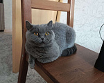 Кошки в других городах Московской области: Кошечка Нюся Девочка, Бесплатно - фото 1