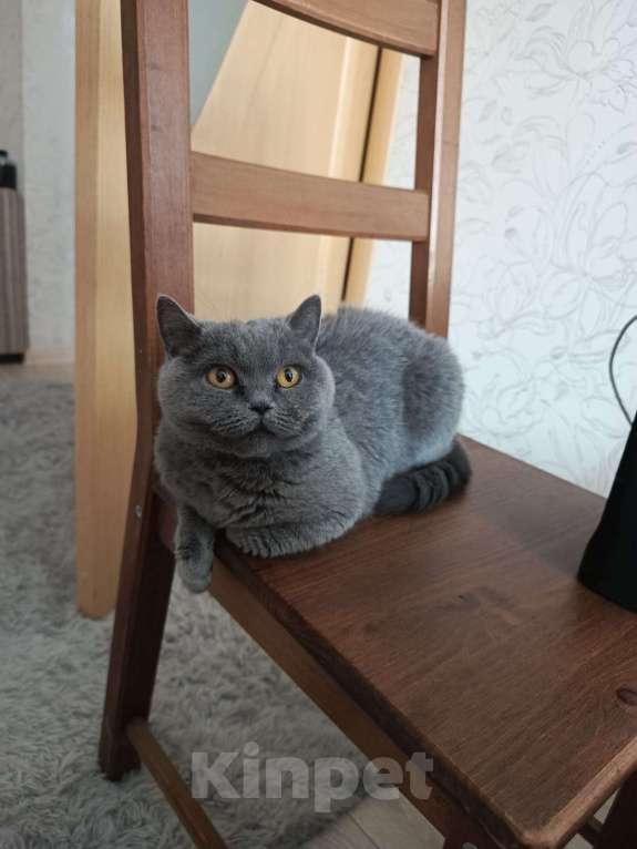 Кошки в других городах Московской области: Кошечка Нюся Девочка, Бесплатно - фото 1