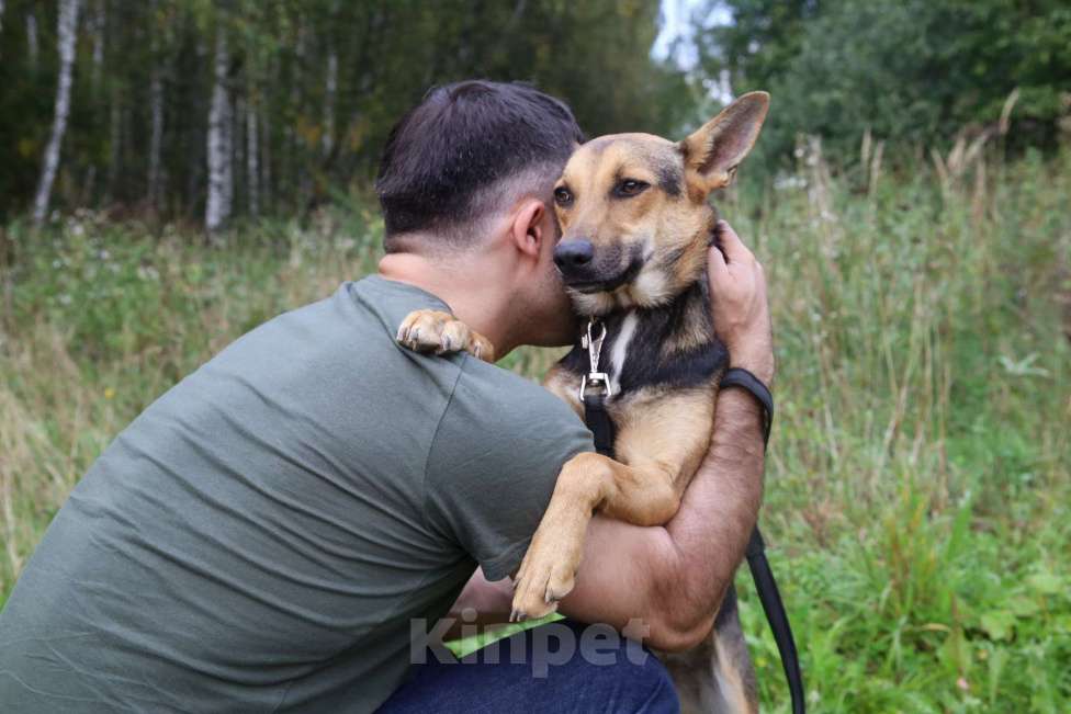 Собаки в Москве: Тиша Девочка, Бесплатно - фото 4