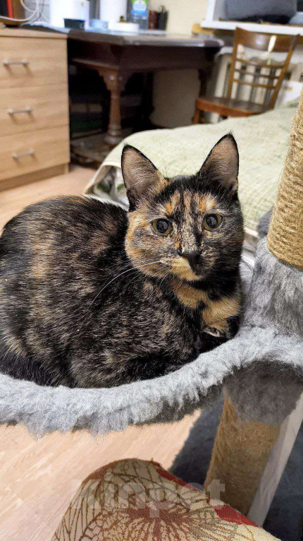 Кошки в Москве: Чрепаховая Нюрочка Девочка, Бесплатно - фото 1