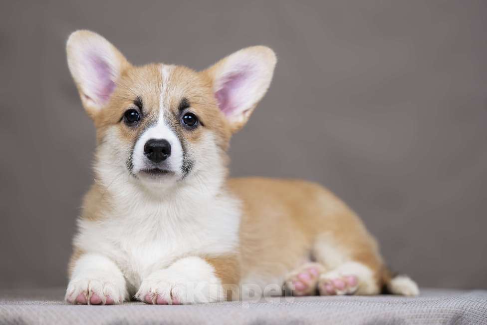 Собаки в Перми: Щенки вельш корги пемброк девочки Девочка, 38 000 руб. - фото 2