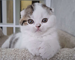 Кошки в Ярославле: Шотландский вислоухий короткошерстный мальчик Мальчик, 35 000 руб. - фото 1