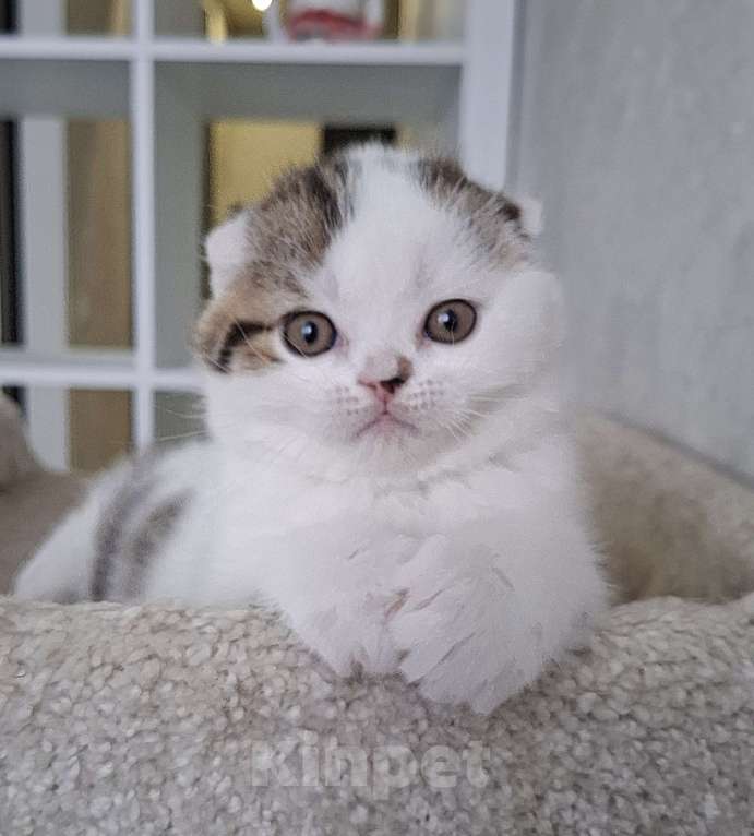 Кошки в Ярославле: Шотландский вислоухий короткошерстный мальчик Мальчик, 35 000 руб. - фото 1