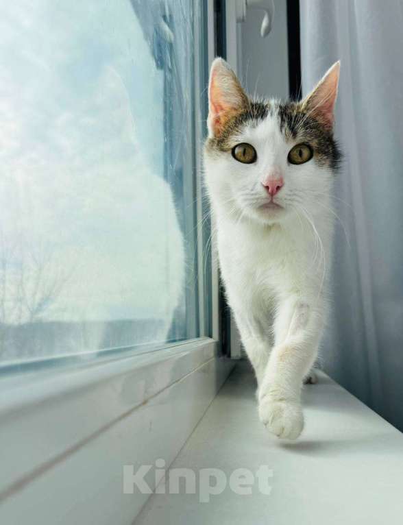 Кошки в Москве: Кошка Лизавета ищет семью Девочка, Бесплатно - фото 5