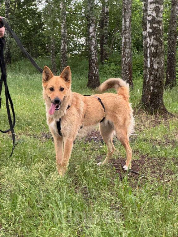 Собаки в Москве: Сладкая девчонка  Девочка, Бесплатно - фото 4