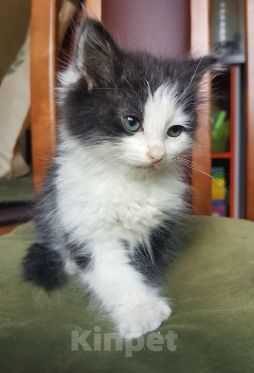 Кошки в Пензе: В добрые руки Девочка, Бесплатно - фото 3