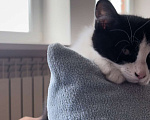Кошки в Уфе: Ласковый котенок 3 месяца ищет новый дом Мальчик, 1 руб. - фото 4