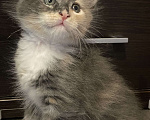 Кошки в других городах Московской области: Пушистая подружка Девочка, 15 000 руб. - фото 1
