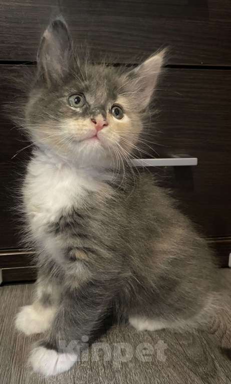 Кошки в других городах Московской области: Пушистая подружка Девочка, 15 000 руб. - фото 1