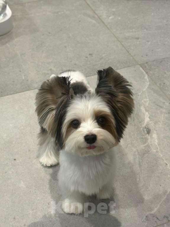 Собаки в Москве: пек4цуп Девочка, Бесплатно - фото 1