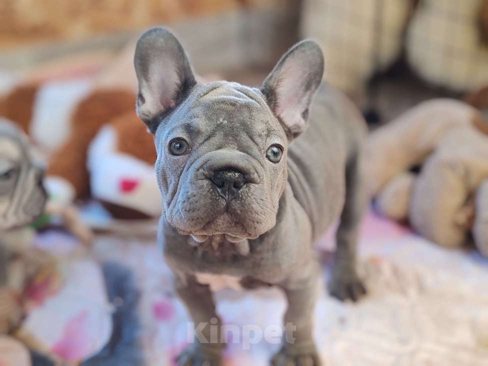 Собаки в Санкт-Петербурге: Шикарная лиловая девочка Бигроп вельвет Девочка, 120 000 руб. - фото 4