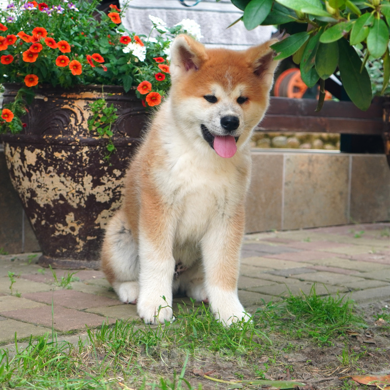 Собаки в Одинцово: Мальчик Акита-ину Edomaru  Мальчик, 80 000 руб. - фото 1