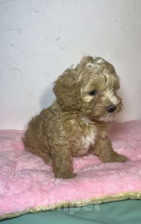 Собаки в Новосибирске: Мальтипу F1 девочка Девочка, 150 000 руб. - фото 3