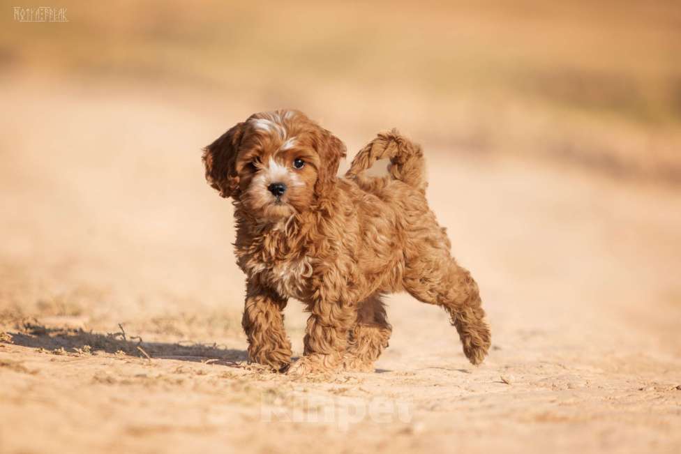 Собаки в Москве: КАВАПУ ПЛЮША Девочка, Бесплатно - фото 3